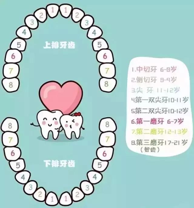 在六岁以后乳牙就开始和恒牙进行"交接班"只有恒牙才是长久陪伴我们