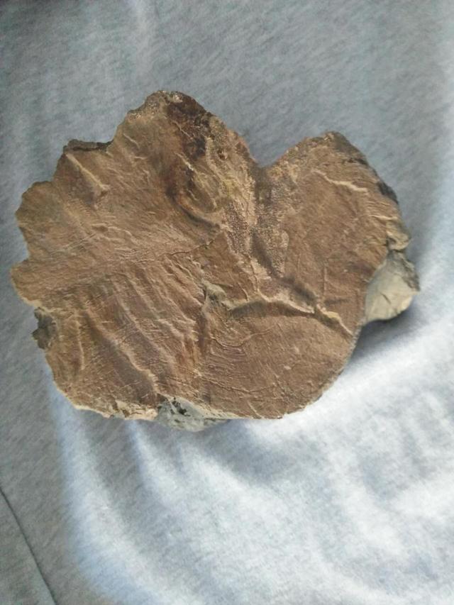 树化石为什么这么值钱?价值在哪?