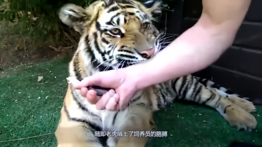 饲养员尝试了一把