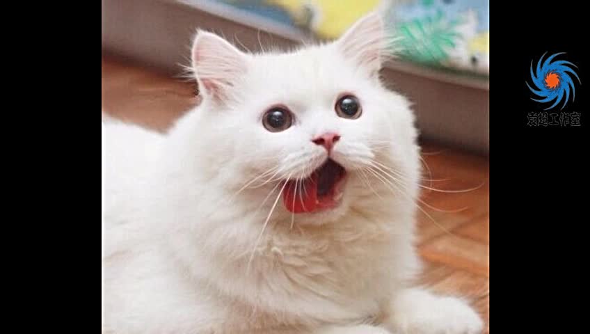 爱吐舌头的猫咪萌翻众人