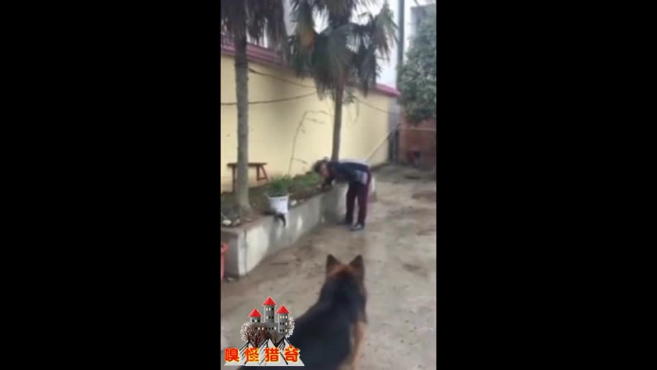 实拍大狼狗好奇咬鞭炮 当场被炸穿喉咙身亡