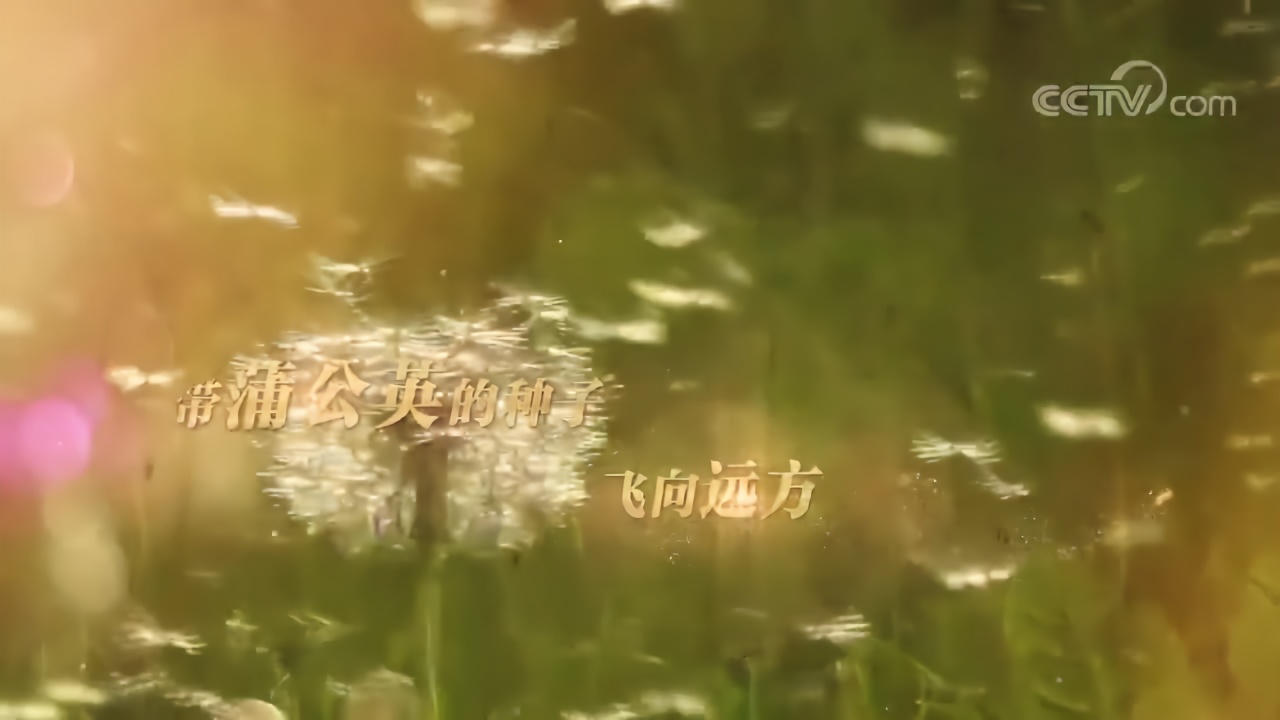 风带蒲公英播种希望，她带山村孩子放飞梦想