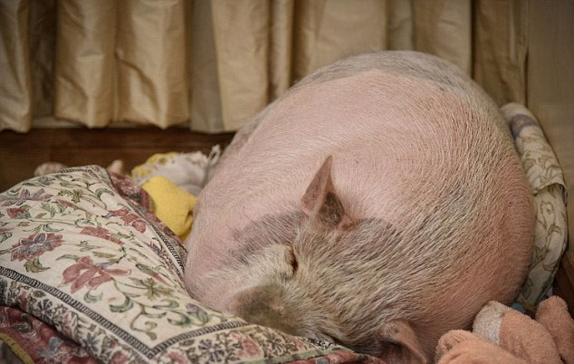 英猪宝宝哀痛离世牧羊犬好友令人动容(组图)