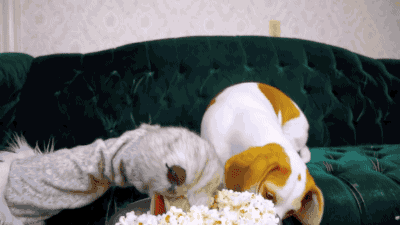 这就是在汪星人面前作死的下场,主人以后再也不敢得瑟