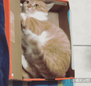 313_298gif 动态图 动图