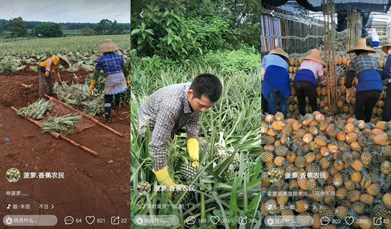 种下一片菠萝的海菠萝哥走红火山小视频