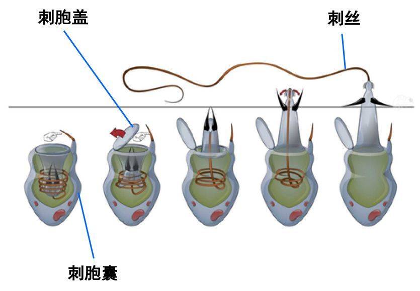 还有一种水母叫立方水母,它才是水母里面最毒的品种