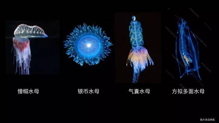 还有一种水母叫立方水母,它才是水母里面最毒的品种