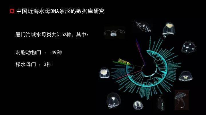 还有一种水母叫立方水母,它才是水母里面最毒的品种