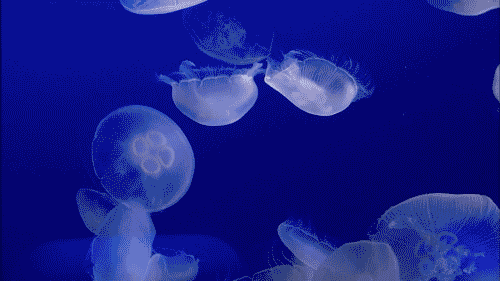 还有一种水母叫立方水母它才是水母里面最毒的品种