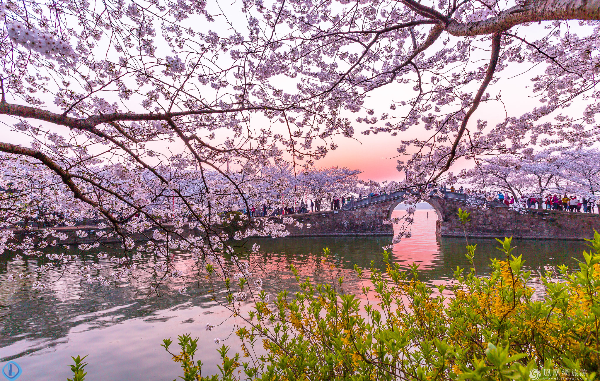 粉色的日本——2019日本樱花季攻略 – 日本头条