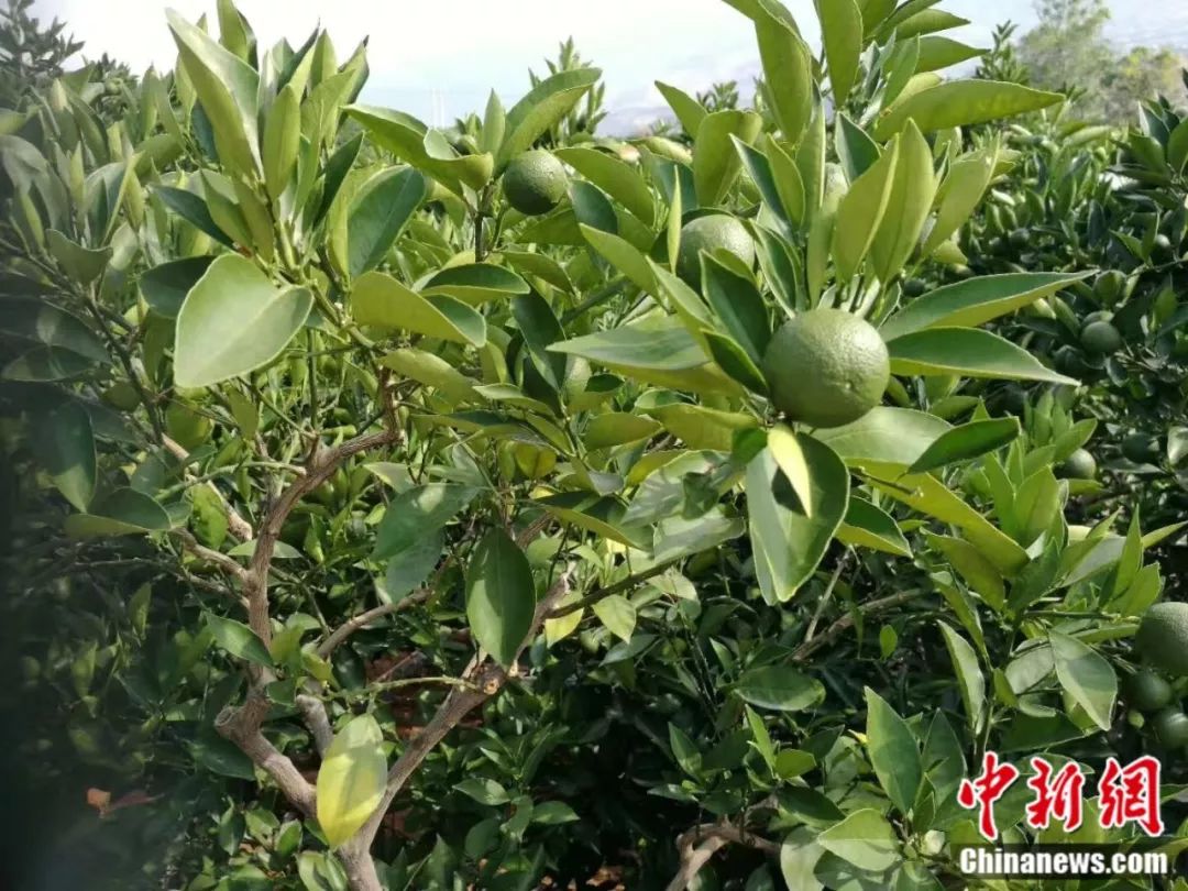 褚时健去世 516266717484这串数字道尽他一生(图)