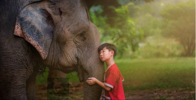 thai elephant care center-与大象友好地亲密接触大象保护中心膏多