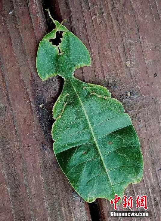 昆虫界的拟态大师昆虫动物伪装照片