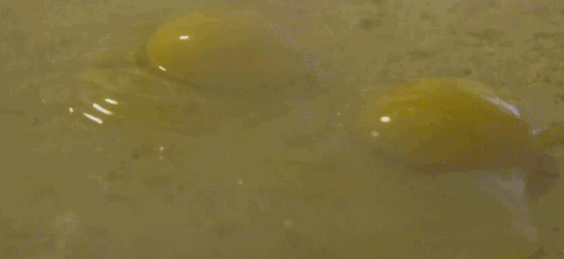 去了趟天津吃早点 回来把广东早茶忘了?