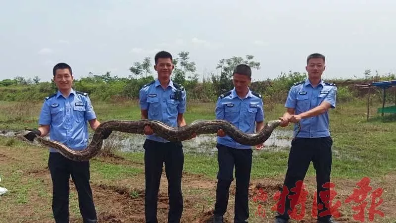 3米巨蟒溜进养殖场，被抓时打嗝吐出一只大鹅,蟒蛇出没事件,广东韶关新丰县,消防员救援,蟒蛇放生,蟒蛇事件,第1张