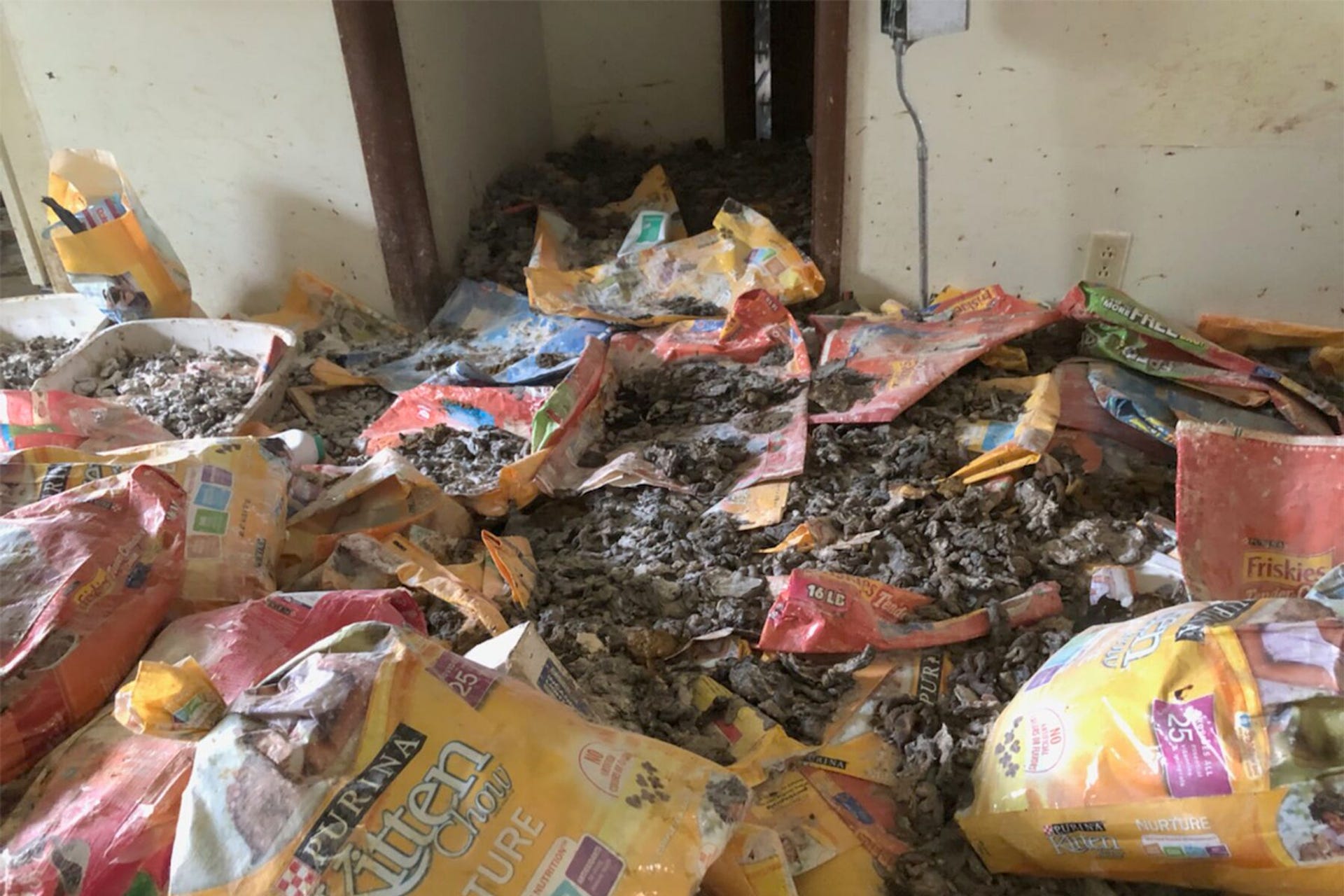 美国男子涉嫌虐待300只猫冰箱塞满尸体图