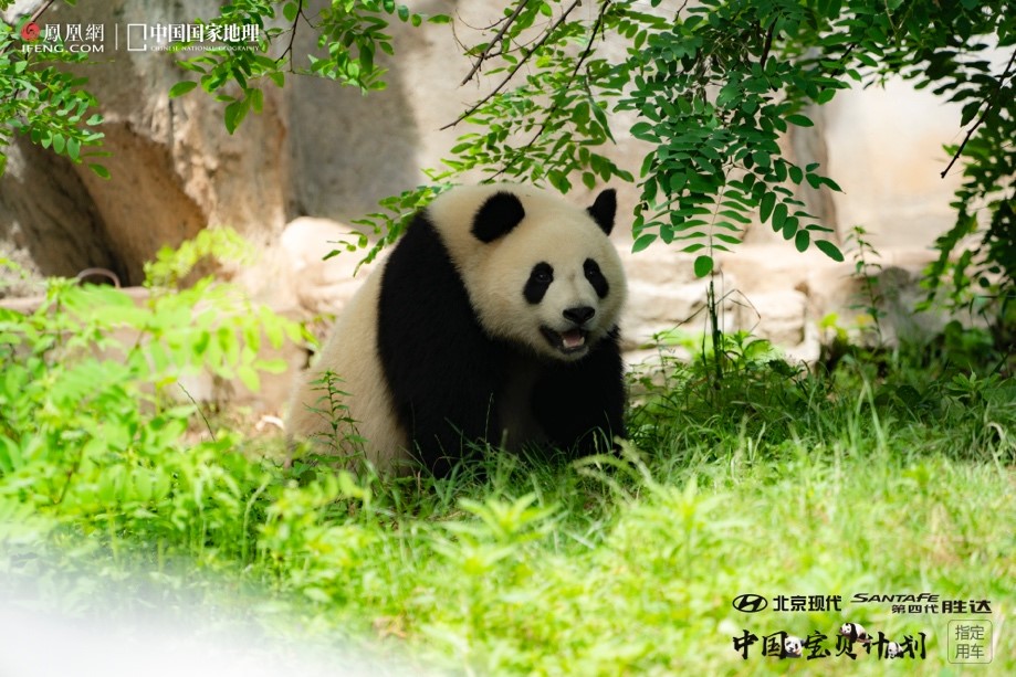 凤凰卫视主持人胡玲助力《中国宝贝计划》 第四代胜达邀您首探野生大熊猫
