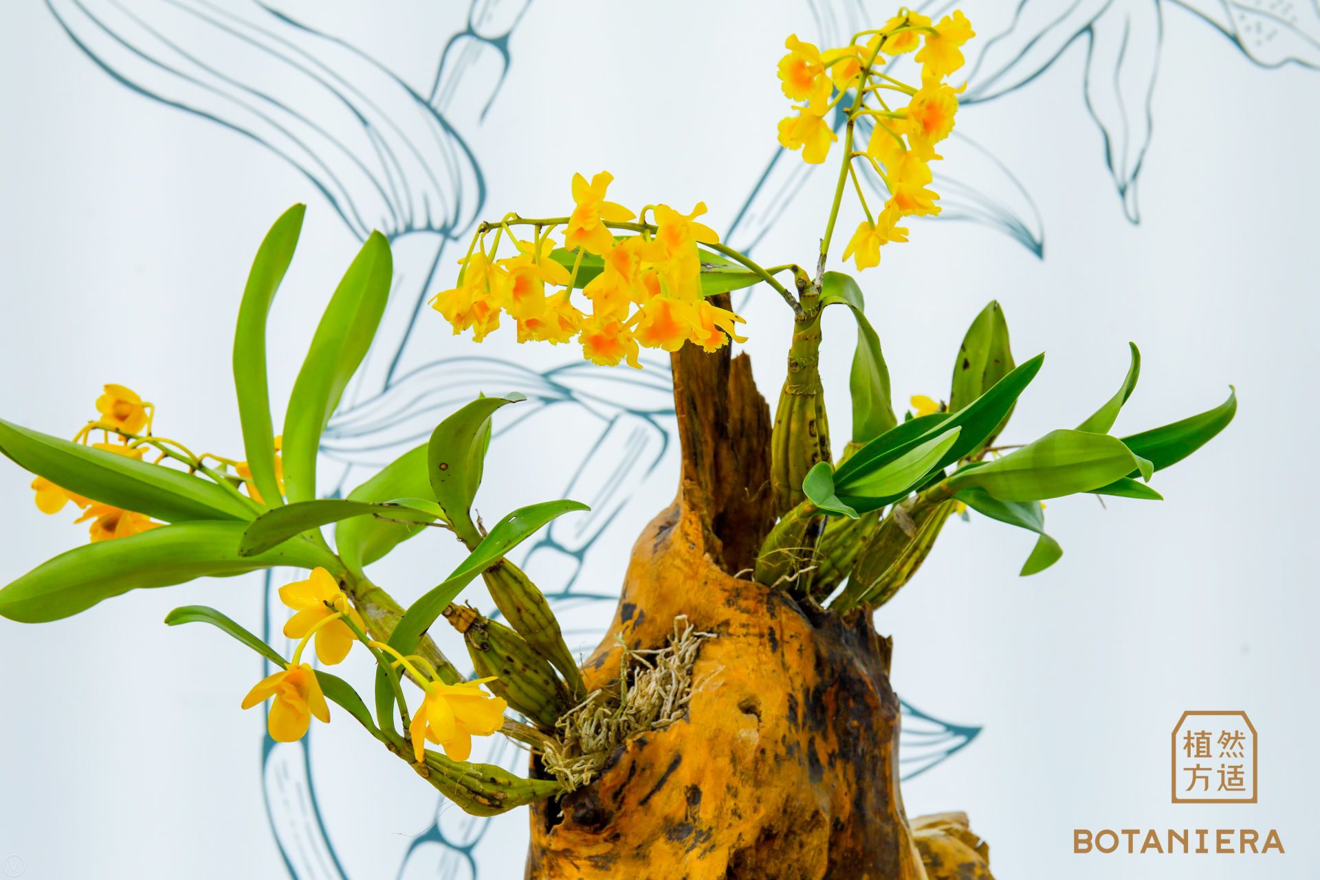 铁皮石斛蜜炼护肤黑科技来袭