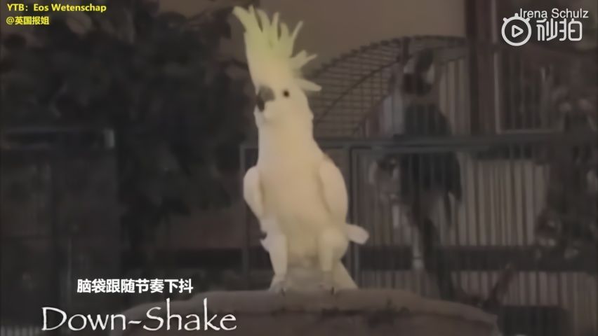 鹦鹉自创14个舞蹈动作