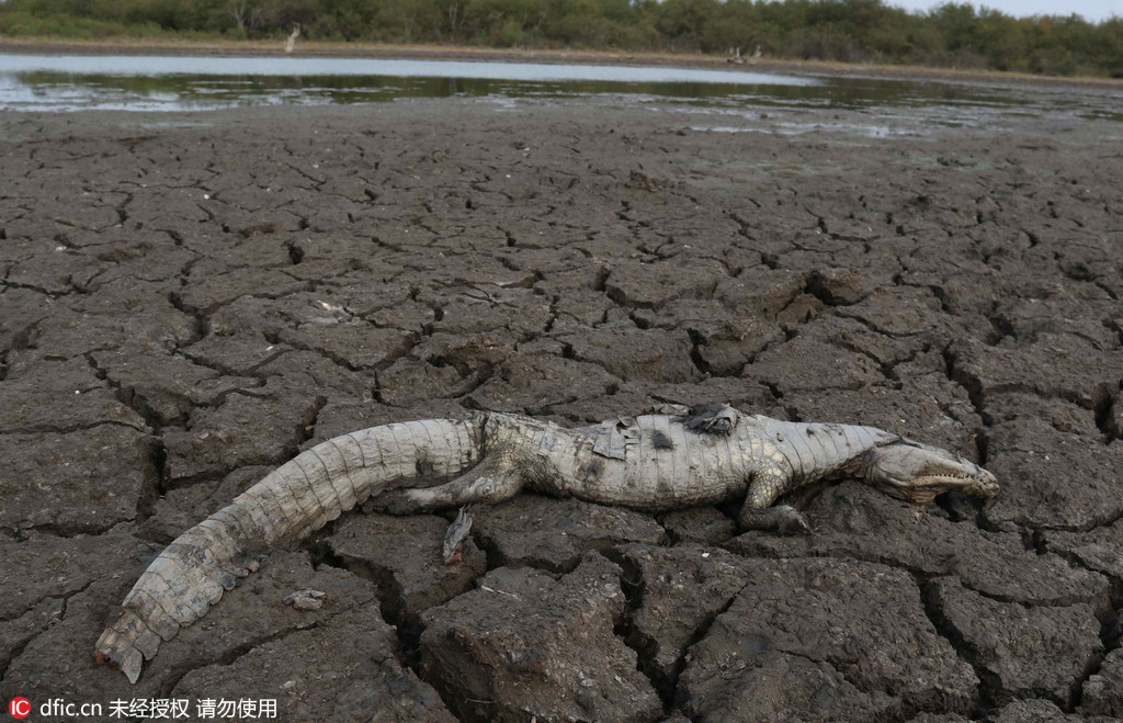 巴拉圭20年一遇旱灾鳄鱼在河床上被活活干死