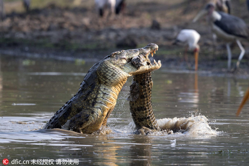 一只凶狠的鳄鱼咬住另一只弱小的鳄鱼的下巴,一个猛摔,把小鳄鱼砸进水