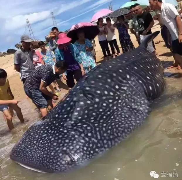 福建现7米巨型鲨鱼 皮肤上有大颗白色斑点