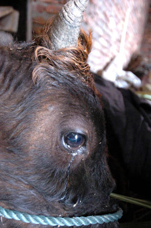 待宰老牛跪地哭泣如婴儿感动屠厂工人凑钱买下送佛寺