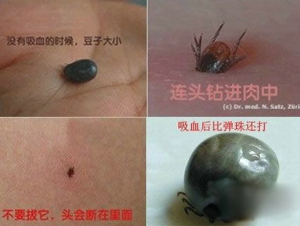 第8名:蜱虫蜱(pí)也叫壁虱,俗称草扒子,草别子,牛虱,草蜱虫.