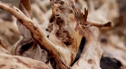 檀香 木有灵气 香飘千年