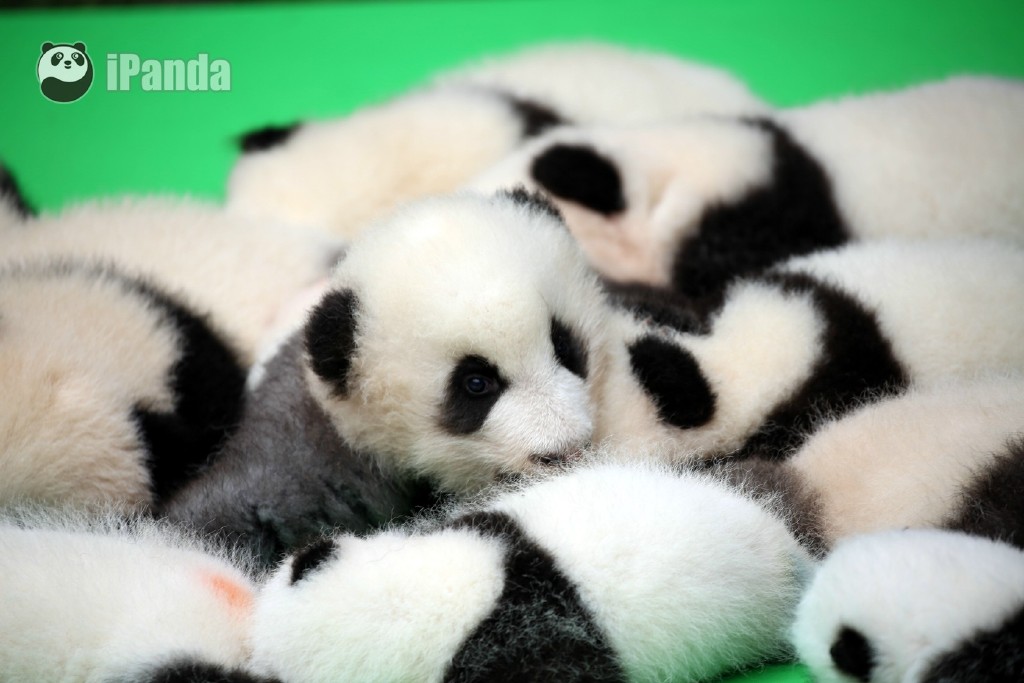 图为熊猫宝宝们
