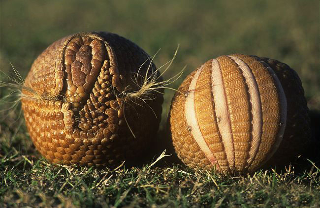 犰狳是洞穴动物,一般生活在茂密的丛林之中,善于用树叶,泥土来掩饰