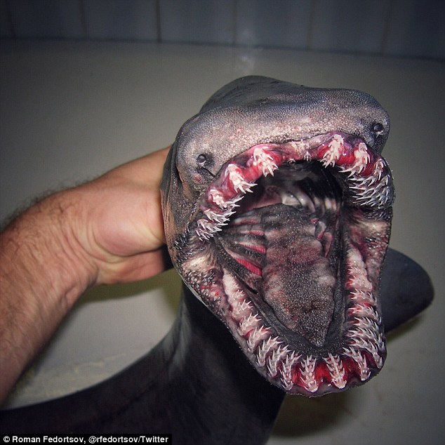 这只满嘴是牙的黑鱼也是捕获物,fedortsov说它是黑等鳍叉尾带鱼
