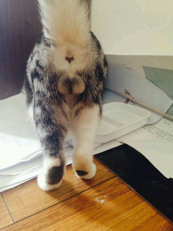 囧图每制作一双绒球靴都有两只公猫失去蛋蛋