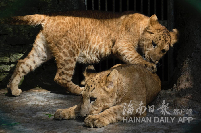 海南成功繁育獅虎獅獸 創生殖奇蹟