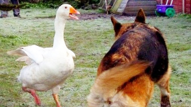 鹅狗大战鹅头直接伸进狗嘴里攻击太厉害了