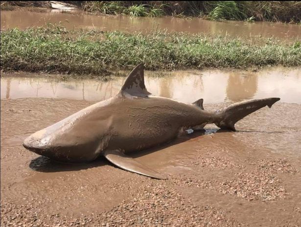 鲨卷风?澳洲食人鲨被风暴卷到陆地上 陈尸泥塘