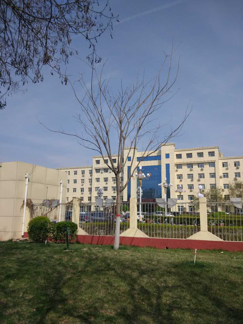 今天的雄安新区 安新县政府院内停满车