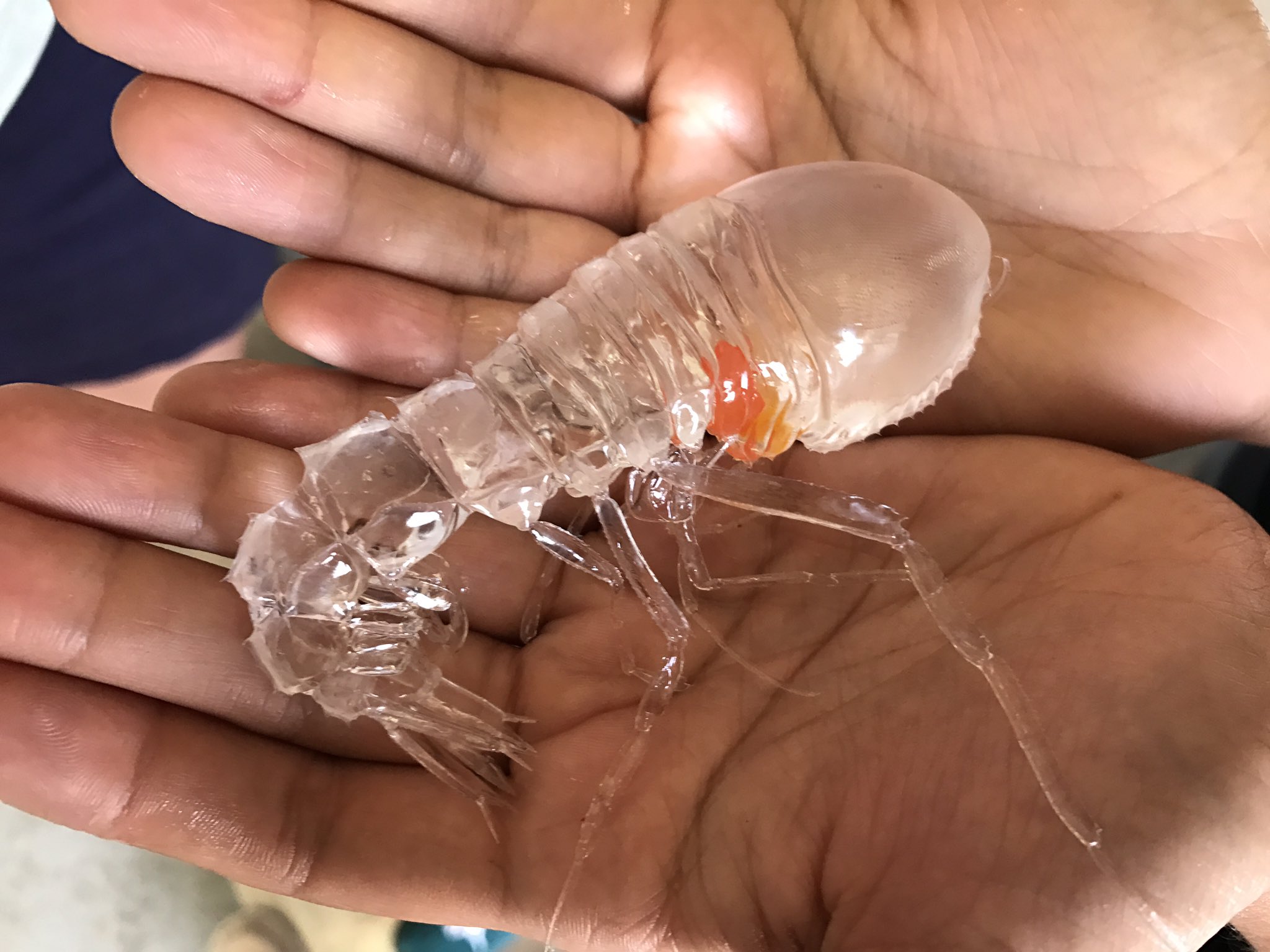 皮皮虾幼崽是什么样子图片