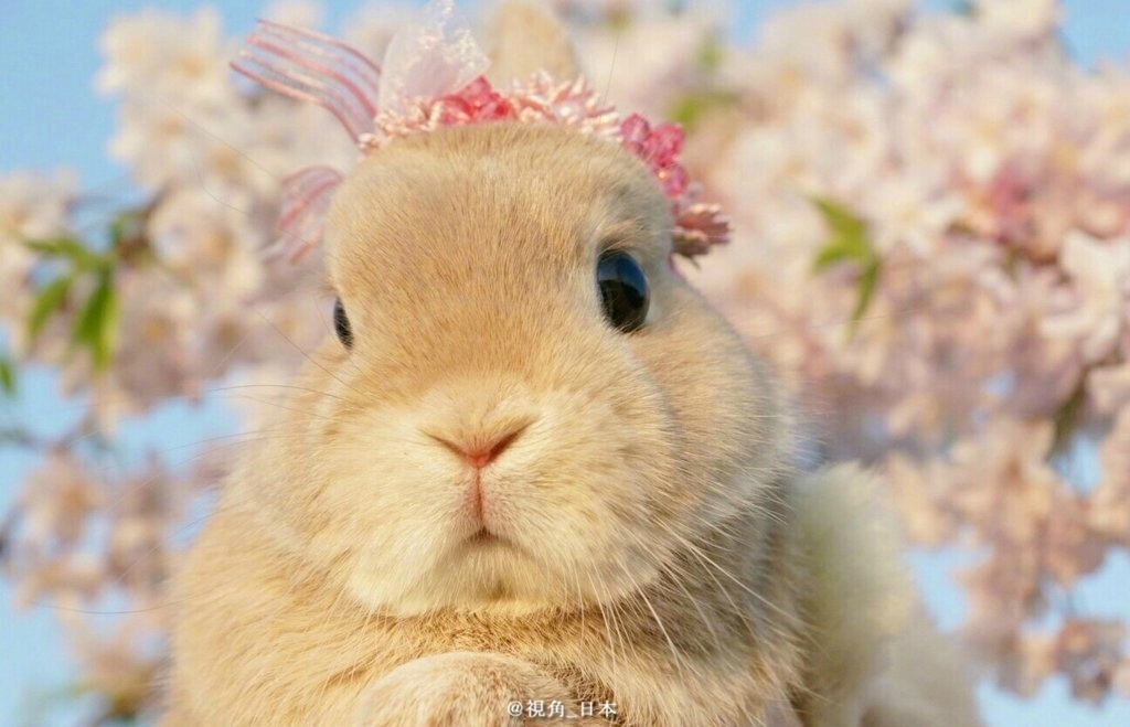 樱花中的兔子