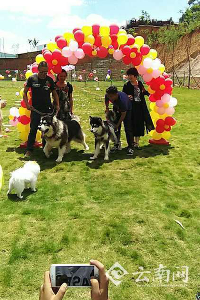 市民为狗办婚礼:狗狗披婚纱有"结婚证"