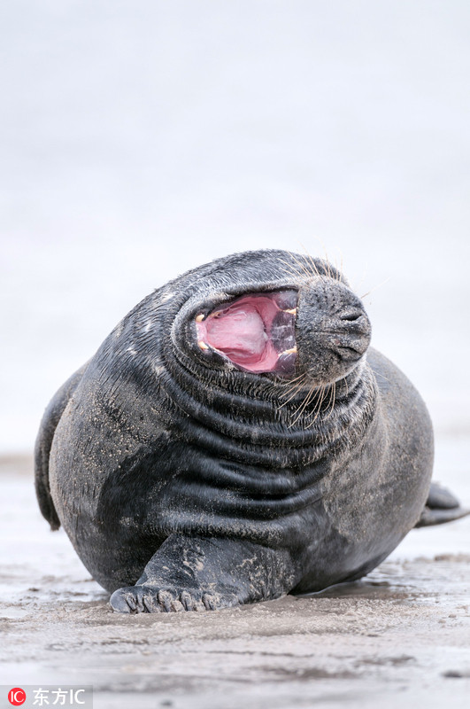 德国呆萌海豹笑得满地打滚
