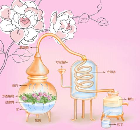 嘉媚乐大马士革玫瑰纯露蒸馏过程