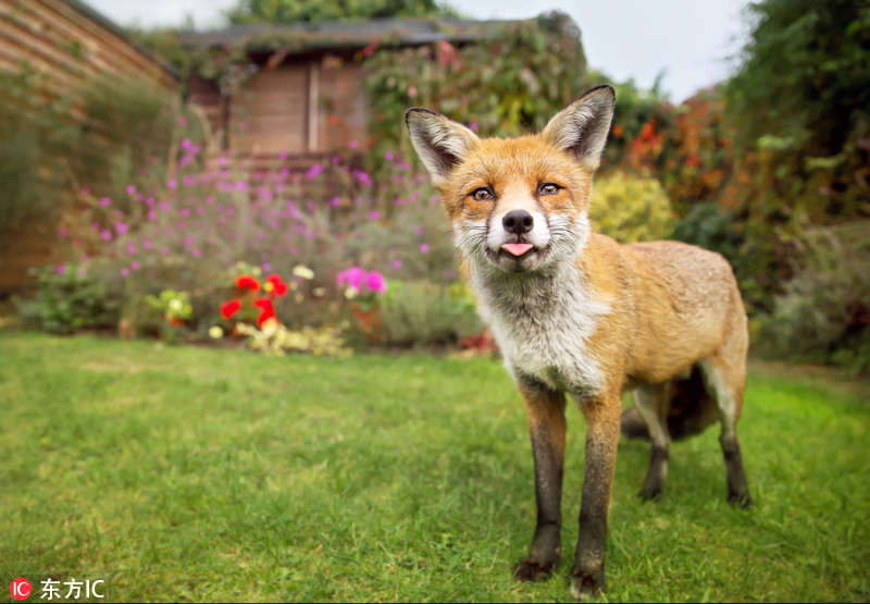 来自英国伦敦的giedrius stakauskas在自己花园发现了这位"不速之客"