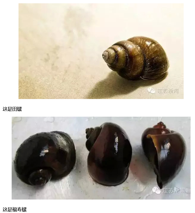 恐怖!网友爆料大理误食福寿螺治疗半年后被迫流产
