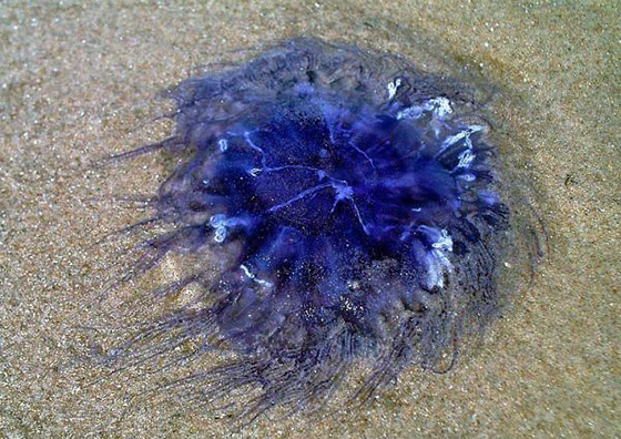 深红色水母: 这种绚丽的深红色水母于2005年美国国家海洋和大气局对