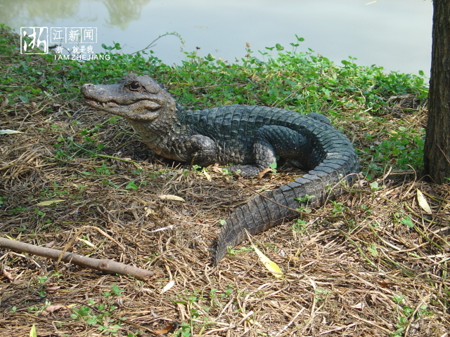 浙江扬子鳄保护区首次人工孵化鳄宝宝