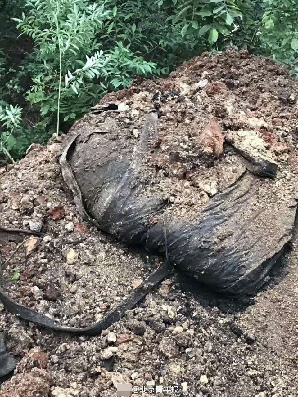 浙江湖州被曝病死猪埋山上现场挖出上百头