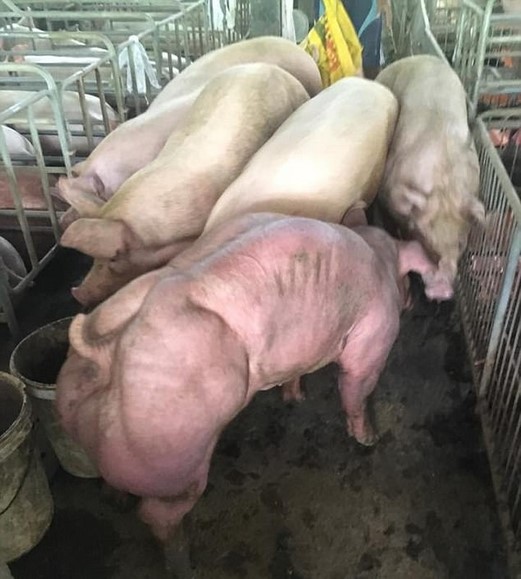 柬埔寨一公司培育巨型变异肌肉猪遭谴责