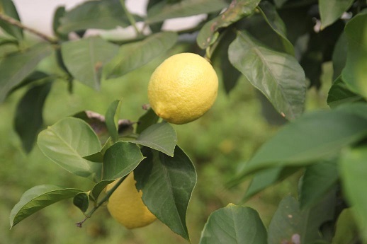 记者了解到,莱咪酷音乐柠檬(limeycool)是重庆泰香农业开发有限公司旗